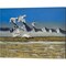 Sow Geese Spring Flight by Randy M Jones 20" x 16" Canvas Wall Art